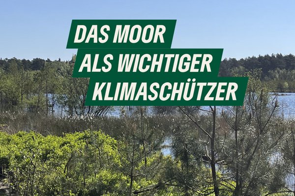 Das Moor als wichtiger Klimaschützer